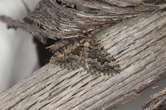 Xanthorhoe emmelopis