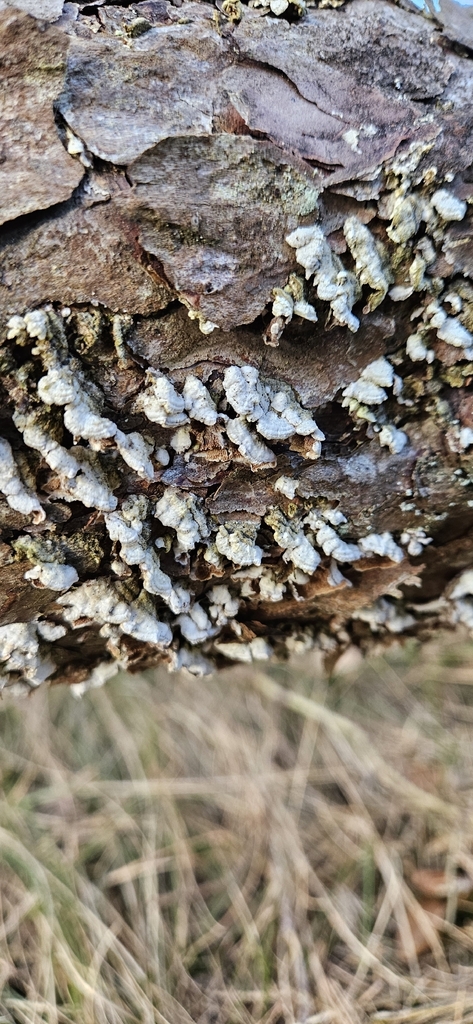 Trichaptum abietinum · April 2026 · photo: © run4 (iNaturalist, cc-by)