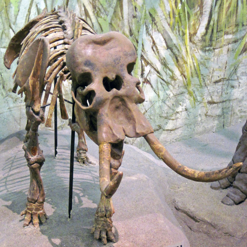 Sicilian Dwarf Elephant (Palaeoloxodon falconeri) — Data Deficient Mammalia