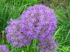 Allium giganteum