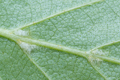 Betula × aurata