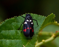 Callitettix versicolor