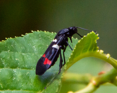 Callitettix versicolor