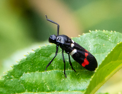 Callitettix versicolor