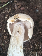 Macrocybe gigantea