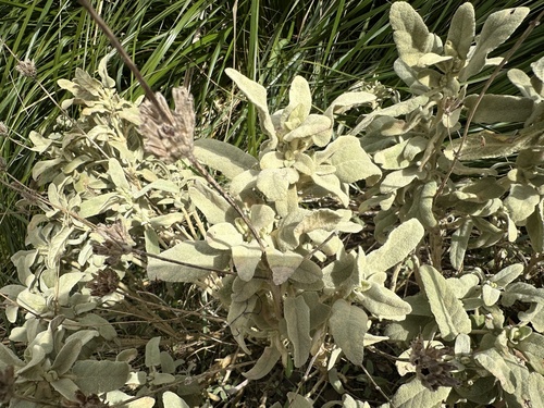 Balearic Lampwick (Phlomis italica)
