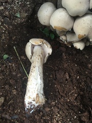 Macrocybe gigantea