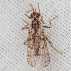 Boreothrinax maculipennis