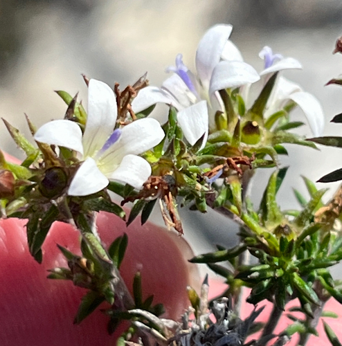 Limestone Capebell (Wahlenbergia calcarea)
