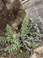 Myriopteris windhamii