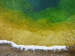 Archaea