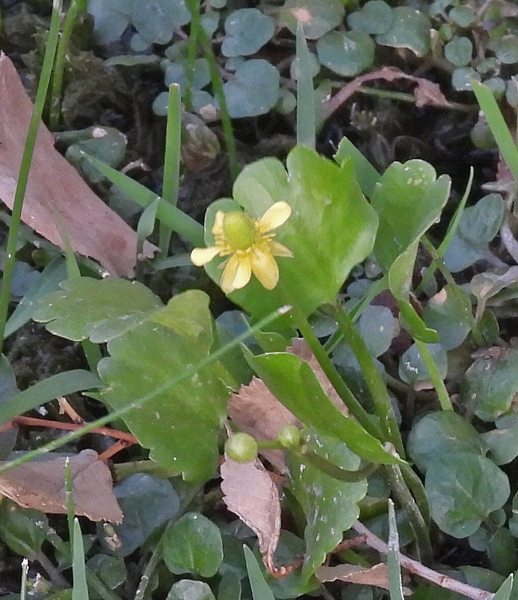Alkali Buttercup (Halerpestes cymbalaria)