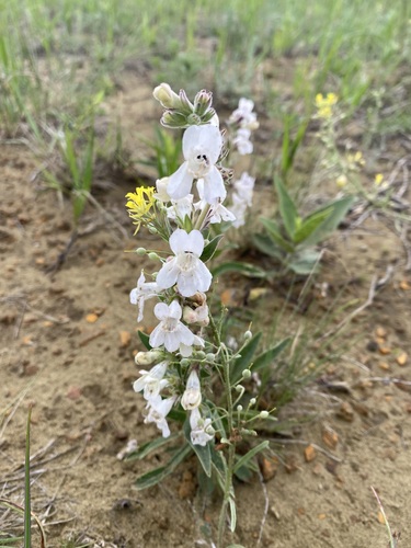 White-flower Beardtongue (Penstemon albidus)