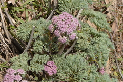 Lomatium columbianum
