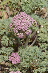 Lomatium columbianum