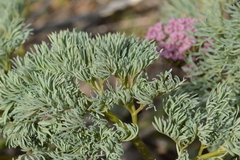Lomatium columbianum