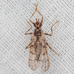 Boreothrinax maculipennis