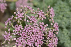 Lomatium columbianum