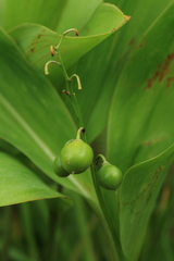 Convallaria keiskei