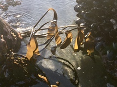 Laminaria sinclairii