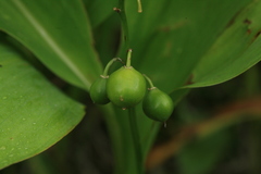 Convallaria keiskei