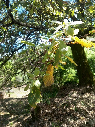 Avistamiento Quejigo moruno
