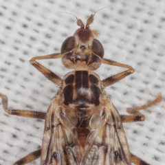 Boreothrinax maculipennis