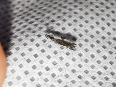 Empicoris orthoneuron