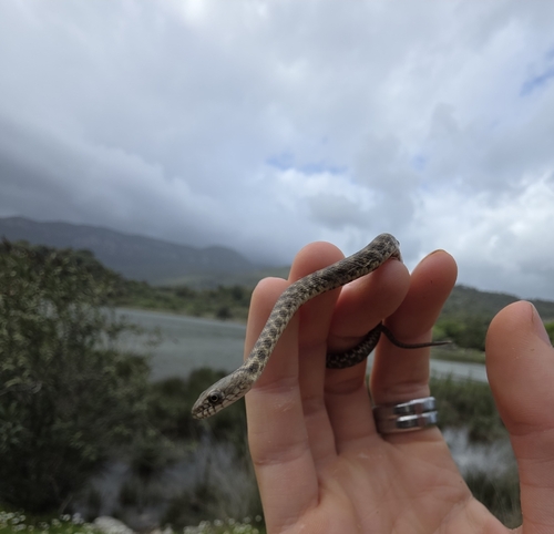 Tessellated Water Snake
