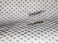 Empicoris orthoneuron