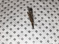 Empicoris orthoneuron