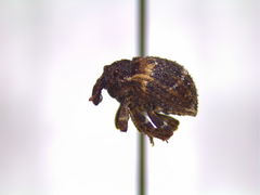 Peracalles ventrosus