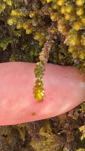 Western Earwort (Scapania gracilis)