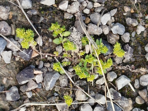Smooth Rupturewort (Herniaria glabra)