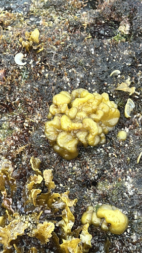 Colpomenia sinuosa observed 2026-04-02