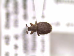 Cathormiocerus aristatus