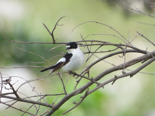 Collared Flycatcher (Ficedula albicollis)