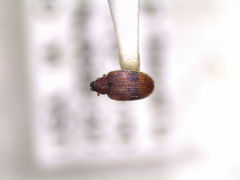 Orchestes steppensis