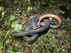 Liodytes pygaea pygaea