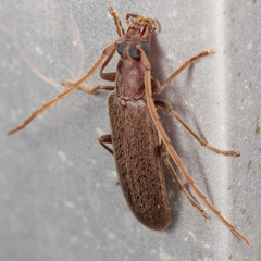 Sparedrus aspersus