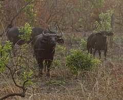 Syncerus caffer brachyceros