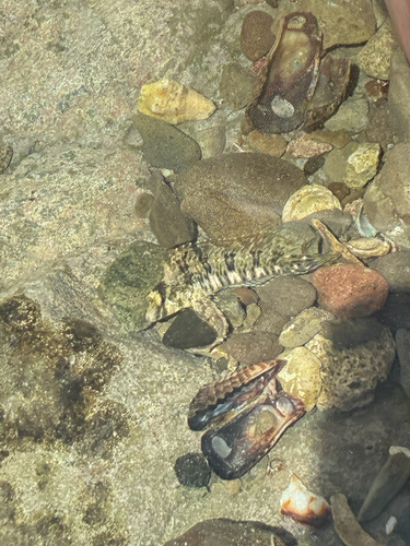 Striated blenny (Hypsoblennius striatus) — Blenniidae