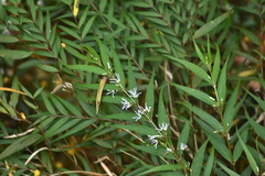 Pentasachme caudatum