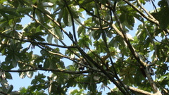 Leptosittaca branickii