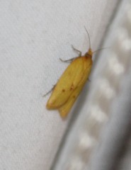 Sparganothis sulfureana