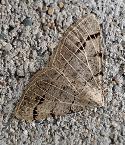 Pale-veined Isturgia photo 5