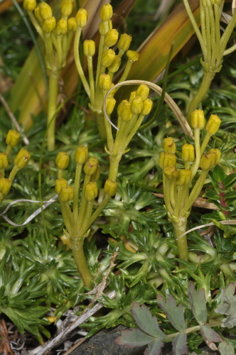Azorella trifurcata, photograph 6