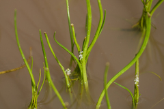 Triglochin scilloides