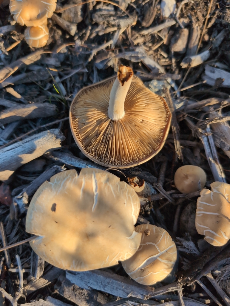 Agrocybe putaminum · April 2026 · photo: © tim-mcnamara (iNaturalist, cc0)