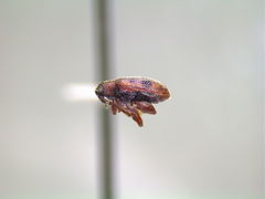 Orchestes steppensis